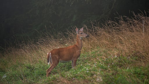 A deer standing in a grassy field with tall grass and a forested background.