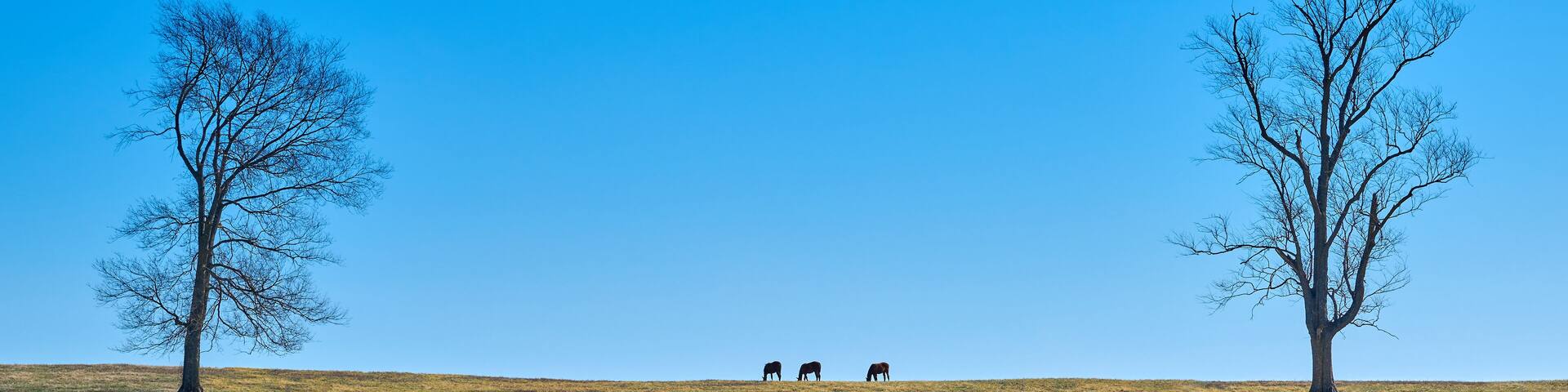Three thoroughbred horses grazing on a hill against blue sky between two trees.