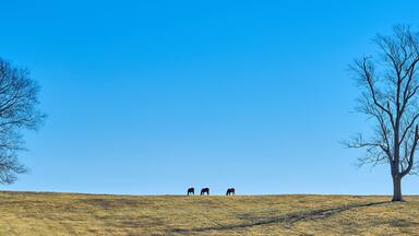 Three thoroughbred horses grazing on a hill against blue sky between two trees.