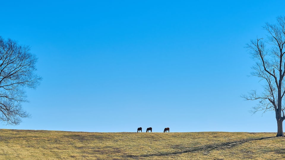 Three thoroughbred horses grazing on a hill against blue sky between two trees.