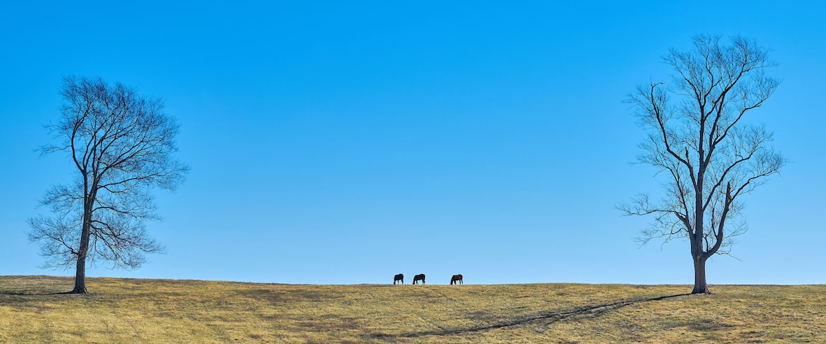 A grassy hill with three horses grazing, two leafless trees, and a clear blue sky.