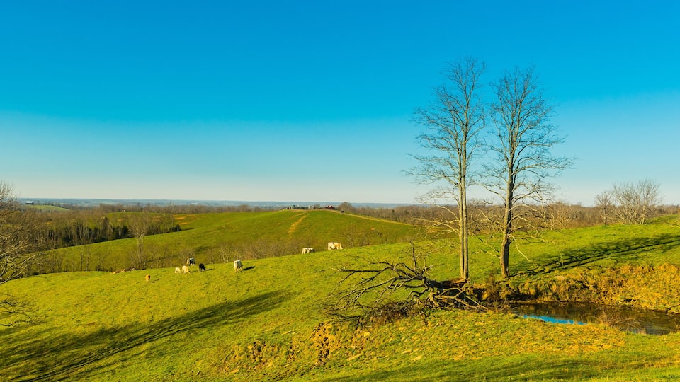 Cows Grazing On Hillside