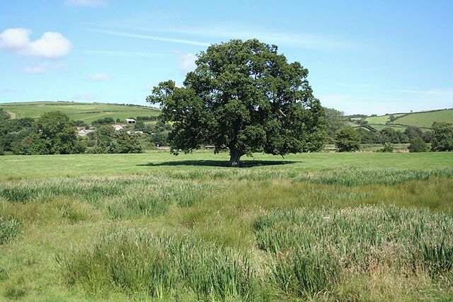 A large tree in a grassy field with rolling hills in the background.