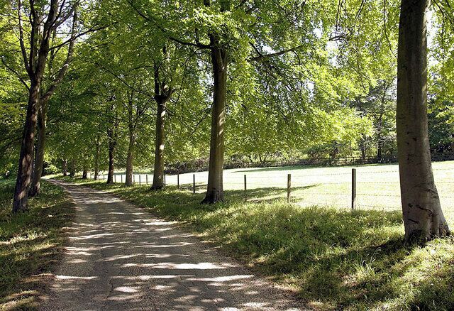 Avenue of Trees. A footpath (waymarked) crosses the Park that forms a large part of this Grid Square. The path also crosses this impressive 'Avenue' of trees.