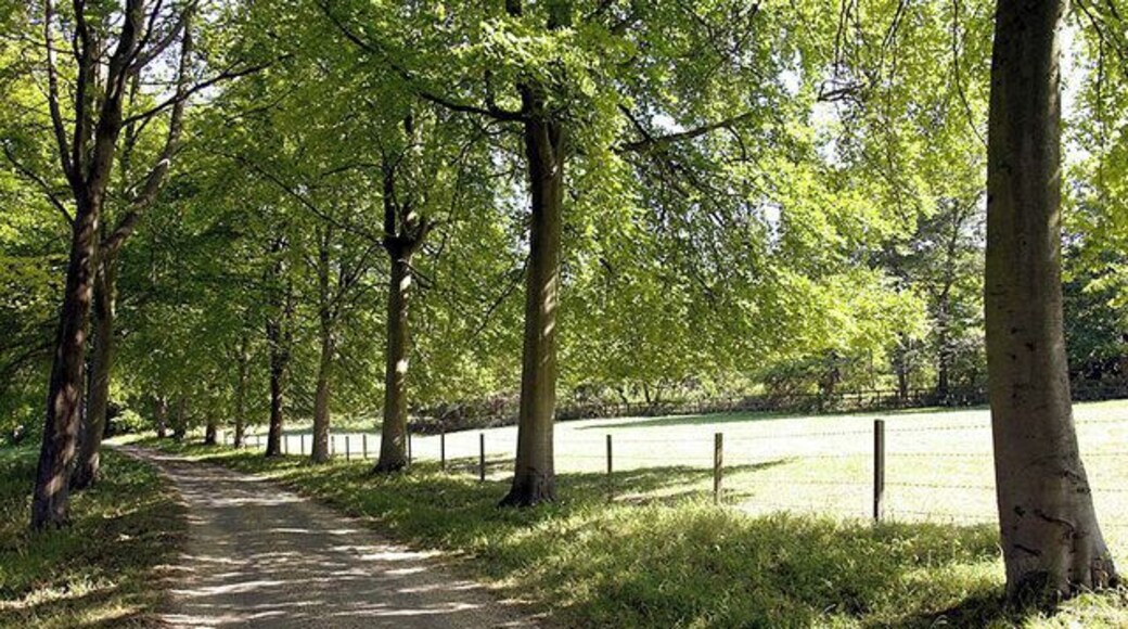 Avenue of Trees. A footpath (waymarked) crosses the Park that forms a large part of this Grid Square. The path also crosses this impressive 'Avenue' of trees.