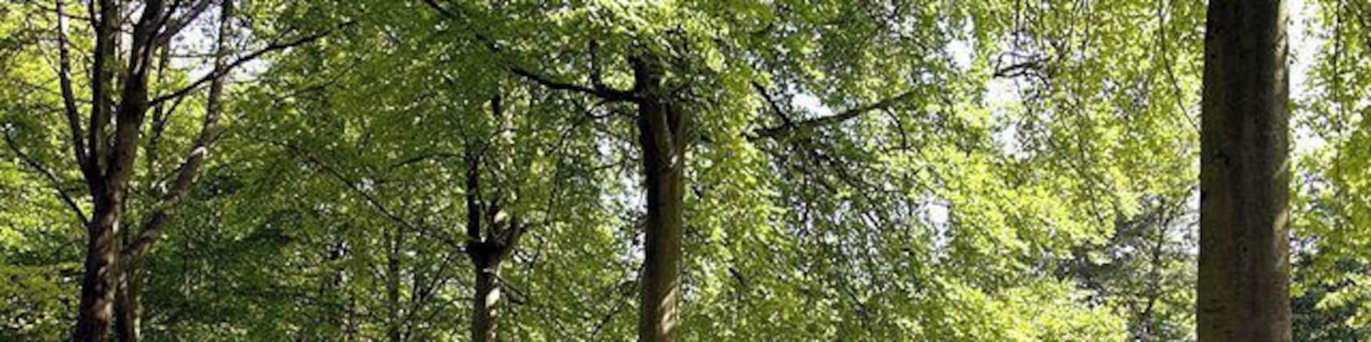 Avenue of Trees. A footpath (waymarked) crosses the Park that forms a large part of this Grid Square. The path also crosses this impressive 'Avenue' of trees.