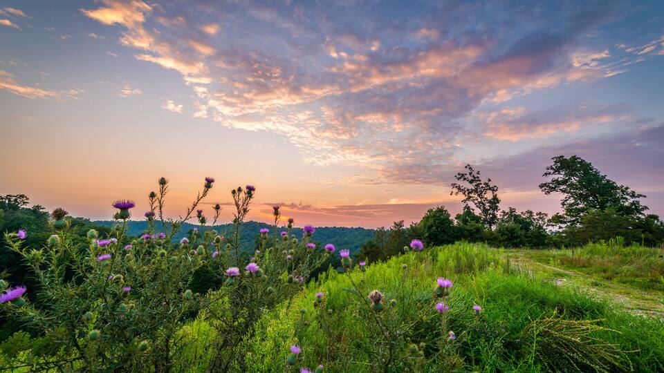 A field of purple thistles with a sunset in the background.