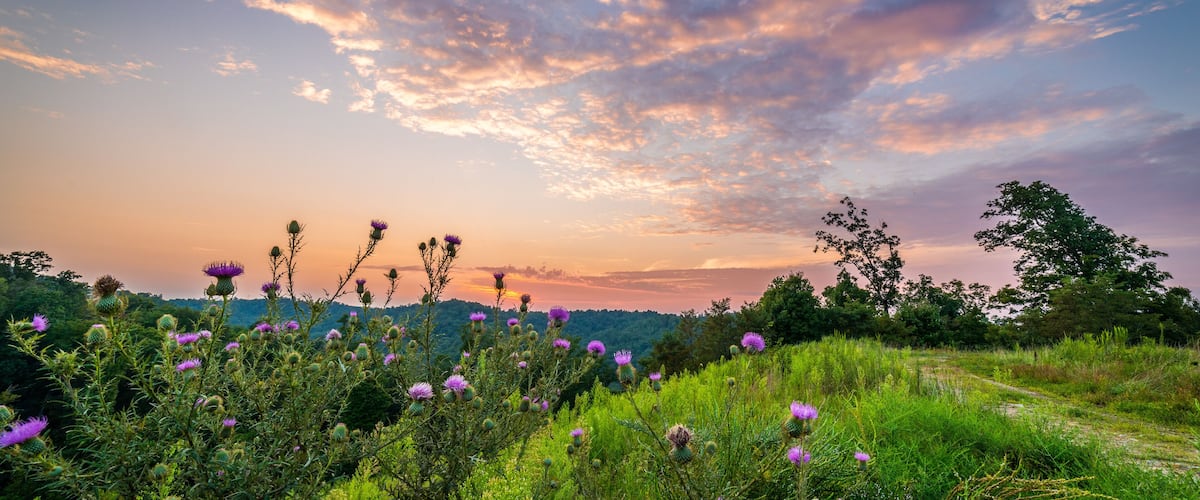 A field of purple thistles with a sunset in the background.
