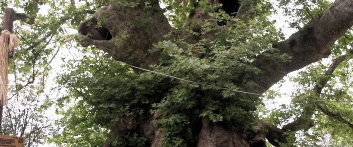 A large tree with hollows and a sign in front.
