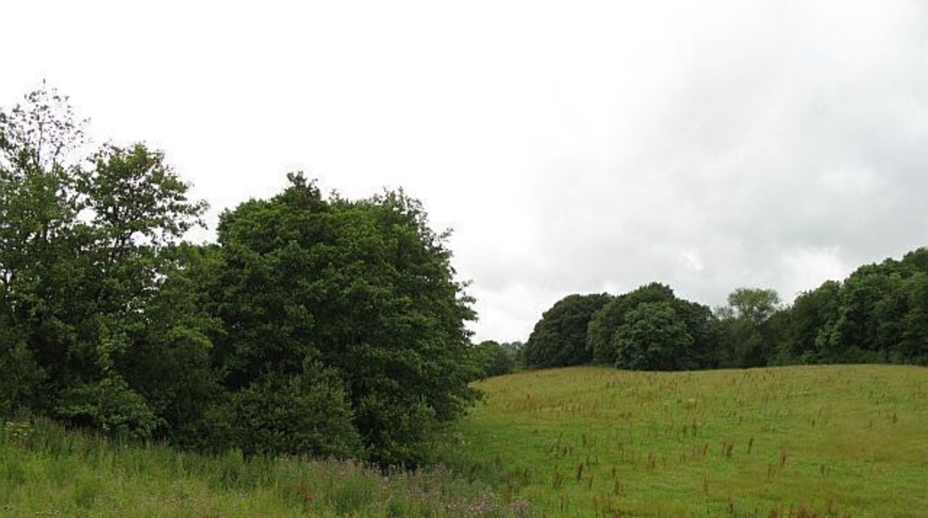 Thistly field, Cothercott Grassland near Pulverbatch, the northern edge of the Shropshire Hills.