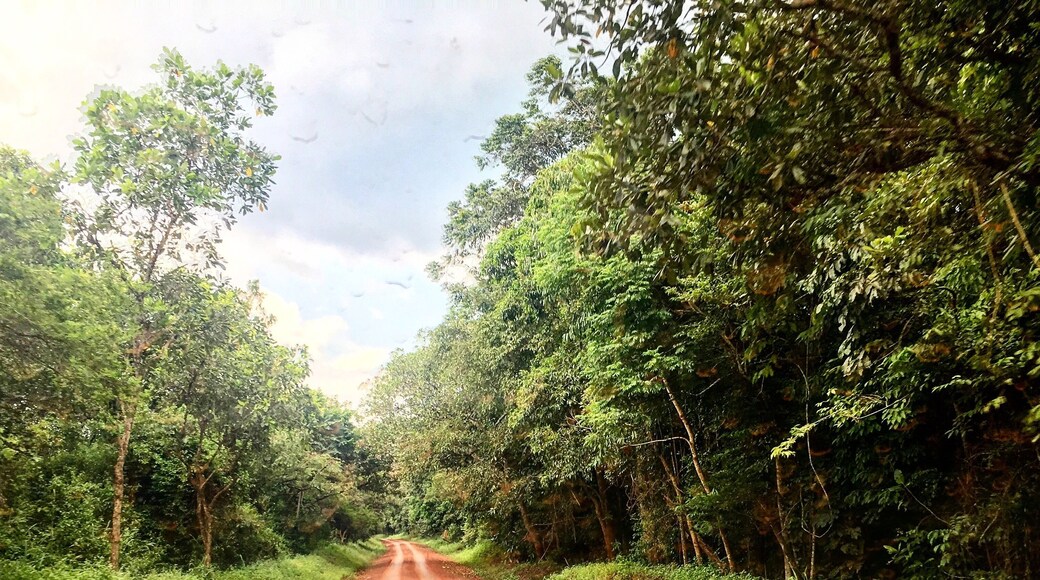 If you can drive a stick you can drive in the bush.