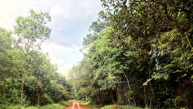If you can drive a stick you can drive in the bush.