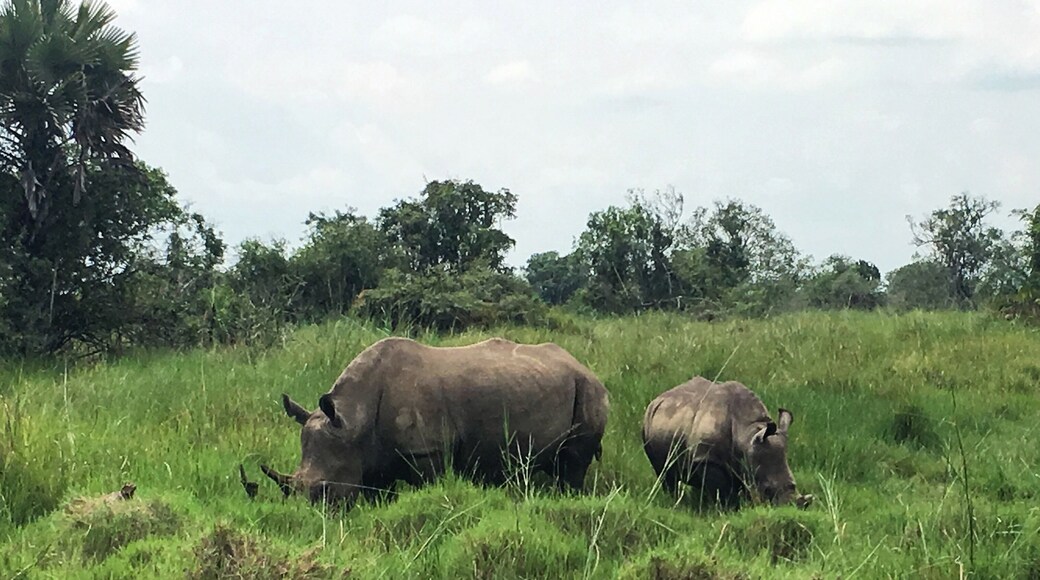 Mom and baby white Rhino ❤️