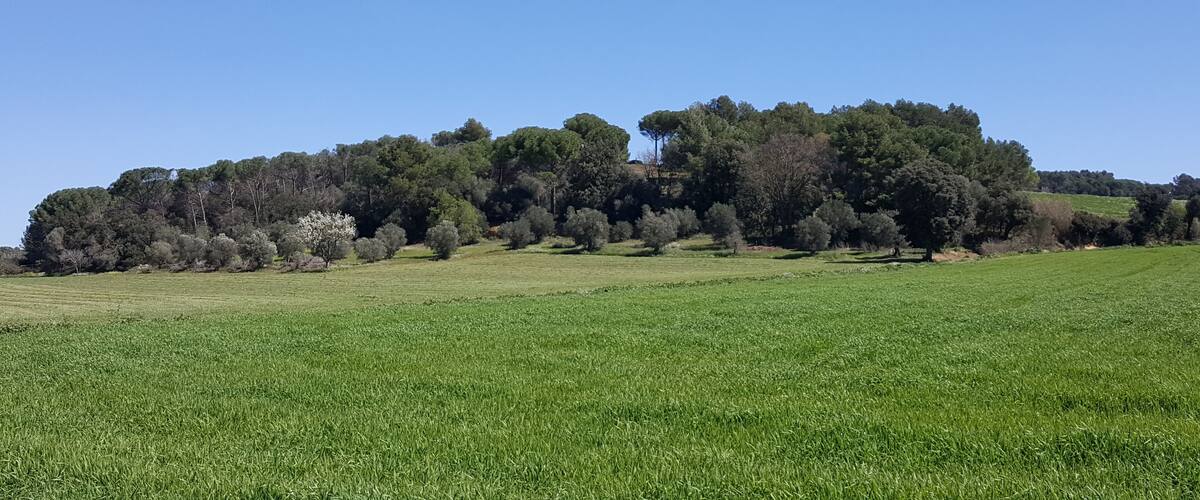 A green field with a forested hill in the background.