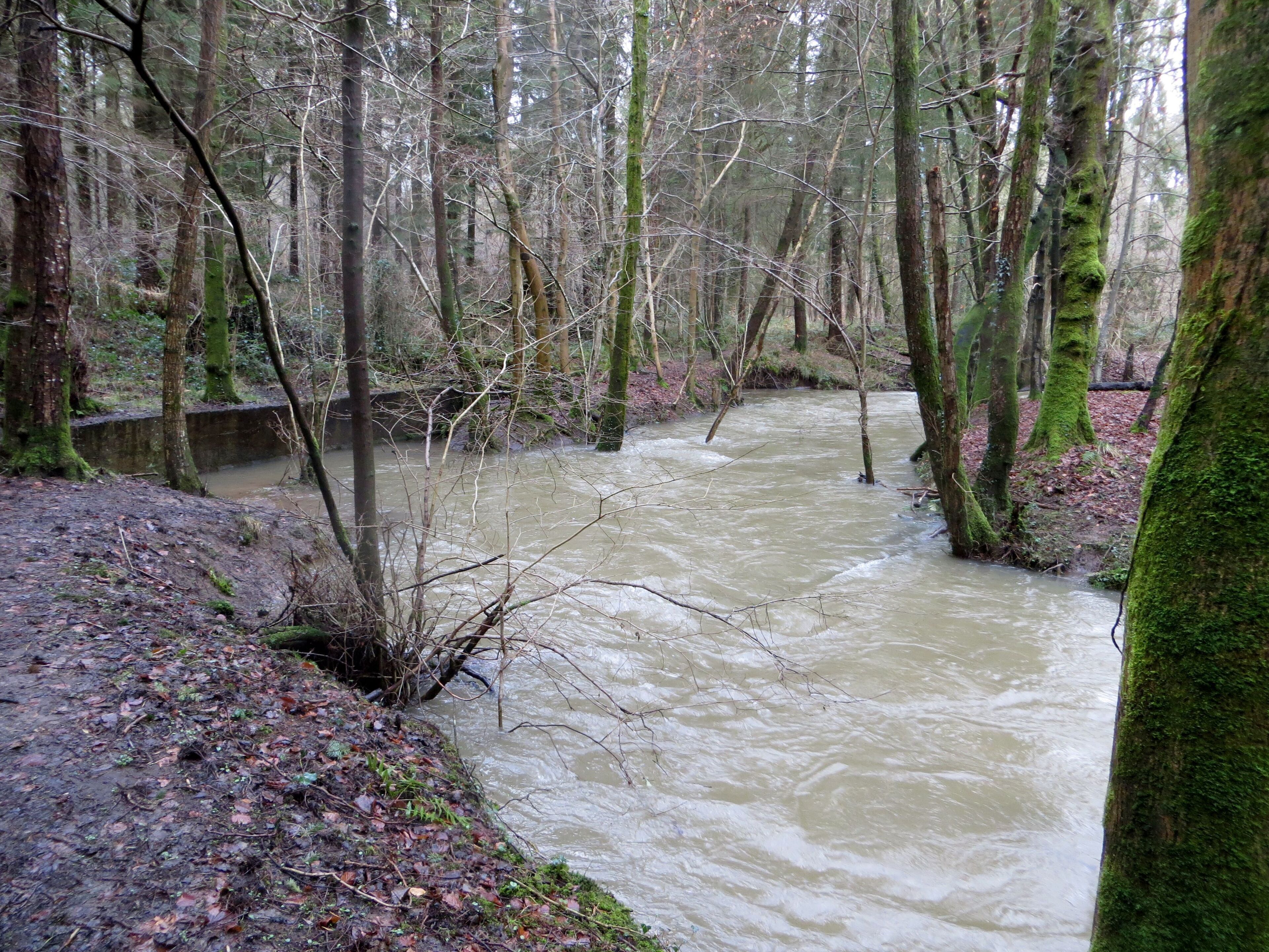 River Lyd between Parkend and Whitecroft - Feb 2014