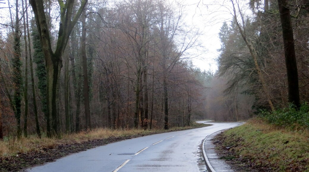 Empty Road between Parkend & Whitecroft - Feb 2014