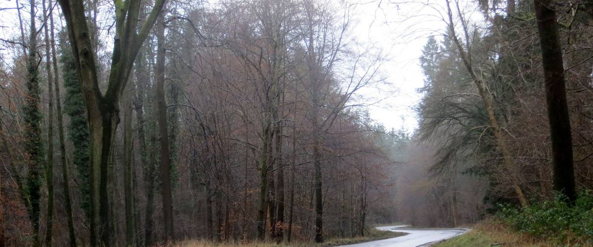 A wet, winding road through a forest with bare trees and a cloudy sky.