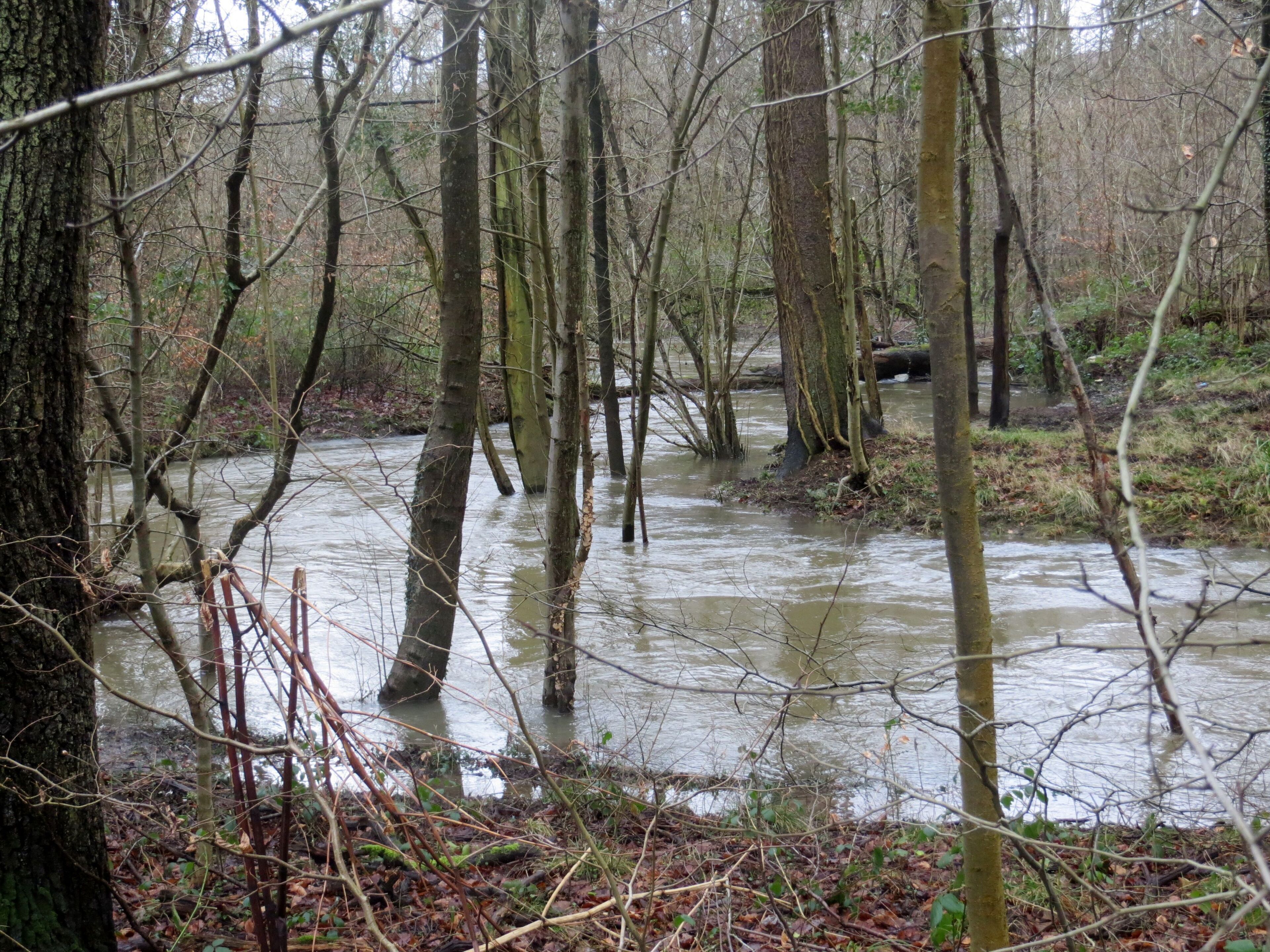 River Lyd meandering through the trees - Feb 2014
