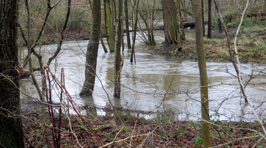 River Lyd meandering through the trees - Feb 2014