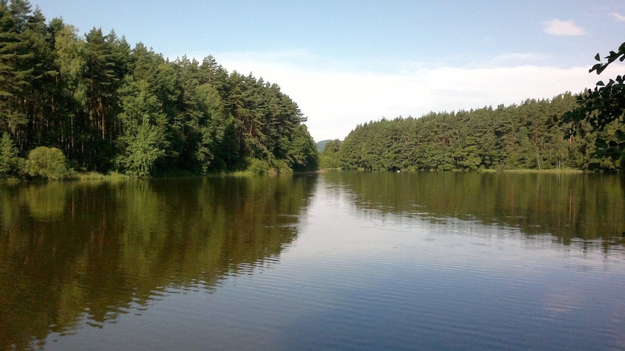 En rolig flod omgivet af tæt skov.