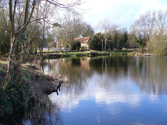 Looking Across Kingsley Pond This is one of the larger of the several ponds used locally by the local angling club. A birchwood surrounds the pond.