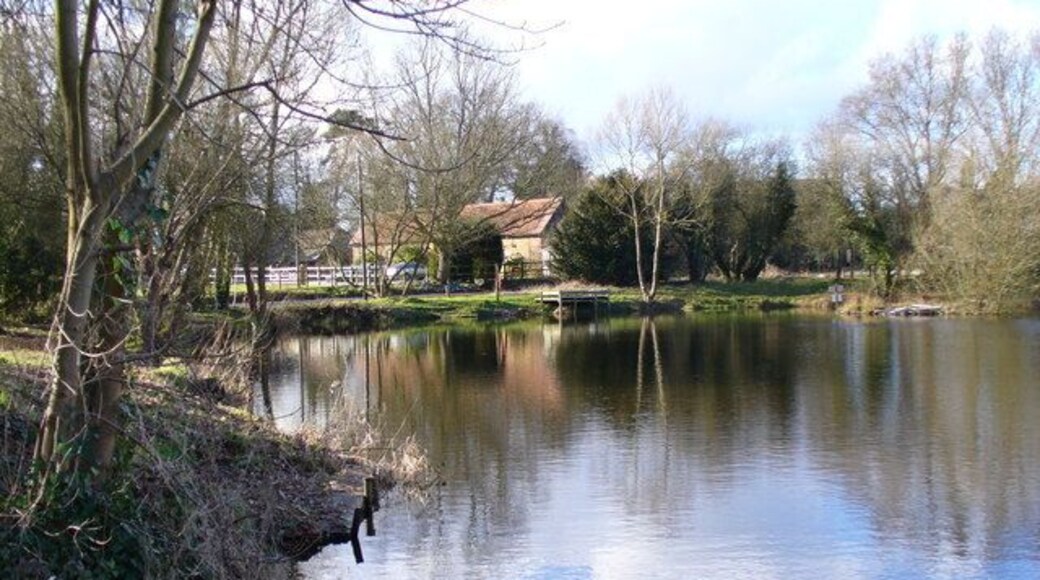 Looking Across Kingsley Pond This is one of the larger of the several ponds used locally by the local angling club. A birchwood surrounds the pond.