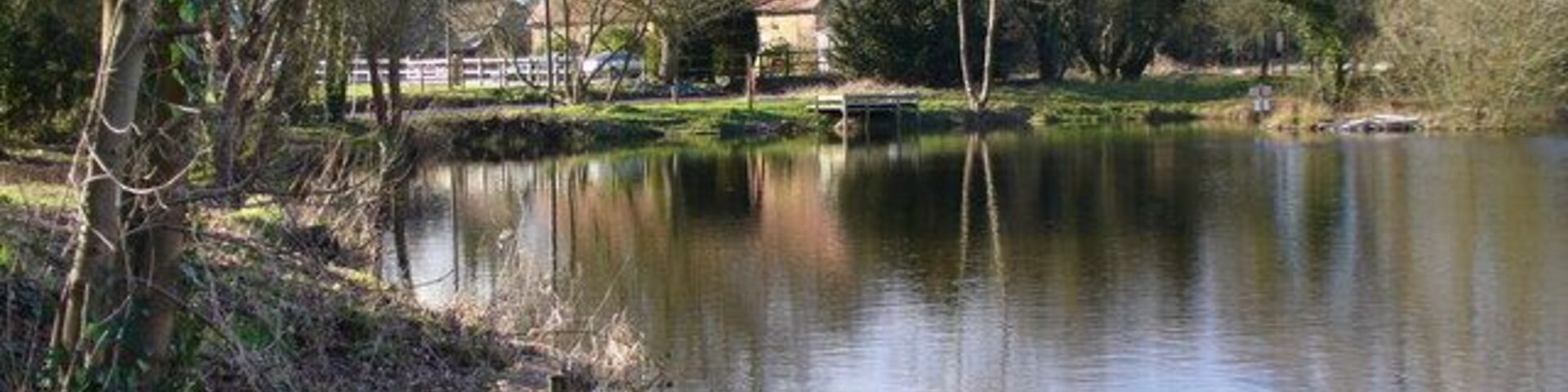 Looking Across Kingsley Pond This is one of the larger of the several ponds used locally by the local angling club. A birchwood surrounds the pond.