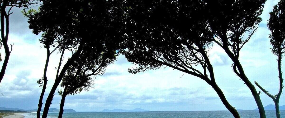 A nicely kept secret...
A great beach to walk for miles and miles and you won't see ANYONE!
... except maybe a lone surfer who has the whole place to himself!
#newzealand #beach