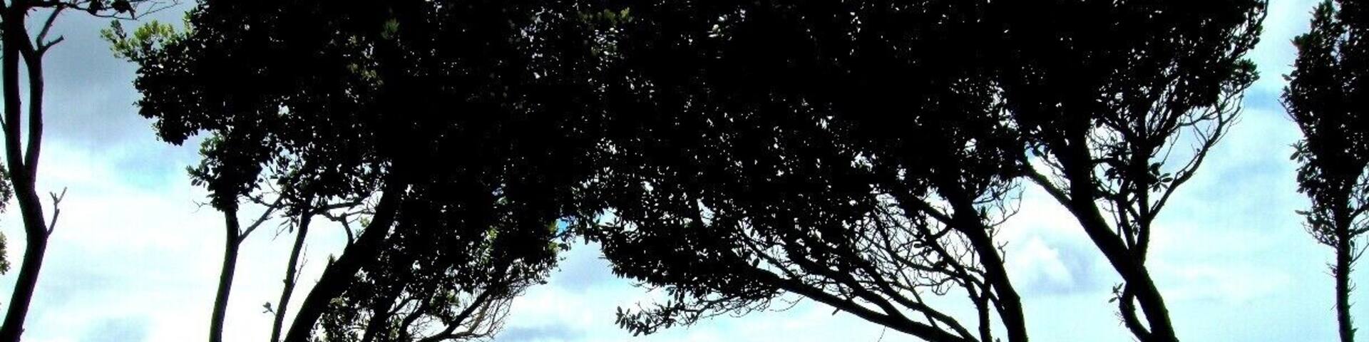 A nicely kept secret...
A great beach to walk for miles and miles and you won't see ANYONE!
... except maybe a lone surfer who has the whole place to himself!
#newzealand #beach