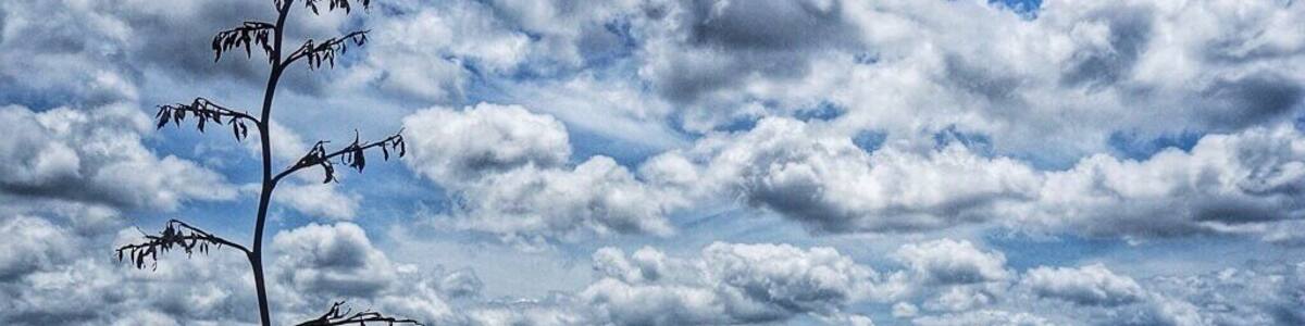 One of the most beautiful and unknown beaches in the Auckland region - Te Arai Point. Stunning! And a good spot for self-contained freedom camping too. #beach