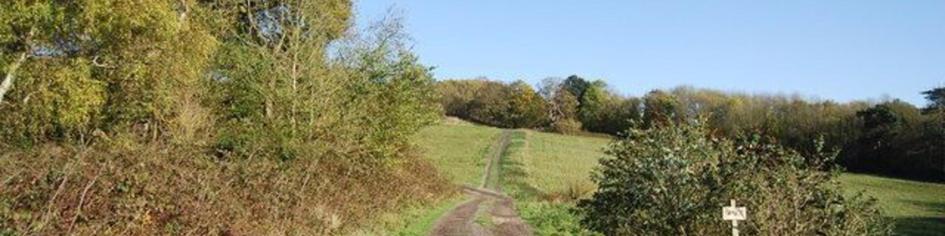 Un camino rural de tierra serpentea por un paisaje verde con árboles y un cielo azul despejado.