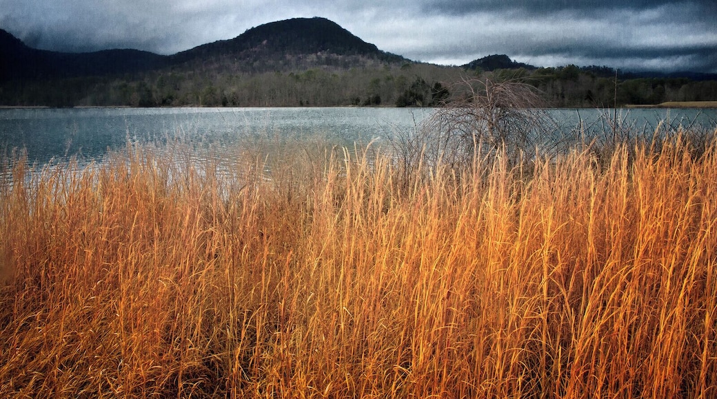 Broomsedge growing on the bank of the lake