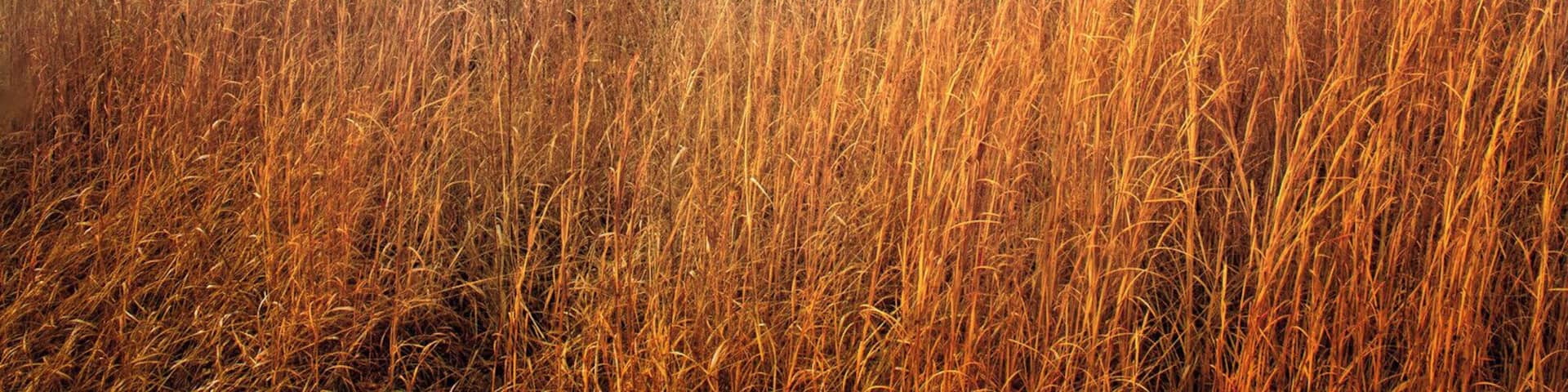 Broomsedge growing on the bank of the lake