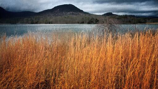 Broomsedge growing on the bank of the lake