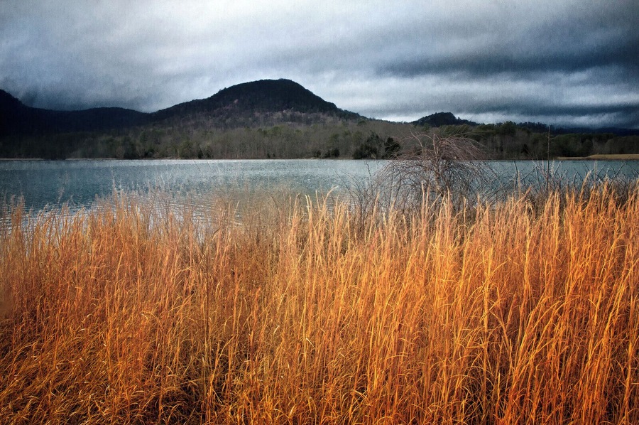 Broomsedge growing on the bank of the lake