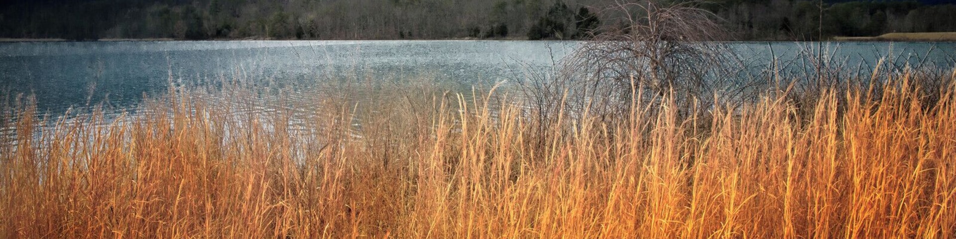 Broomsedge growing on the bank of the lake