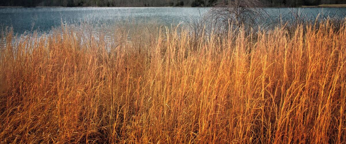 A lake with tall, golden reeds in the foreground and a mountain in the background under a cloudy sky.