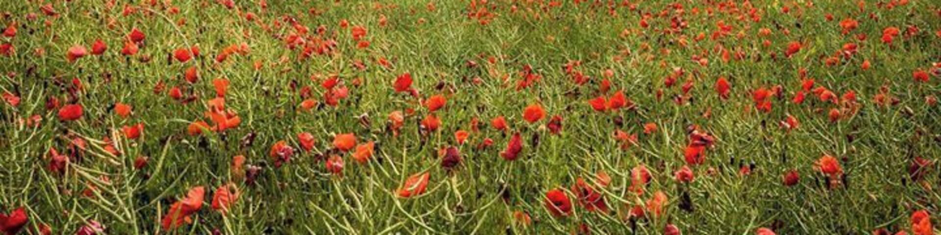 In Flanders fields the poppies blow
Between the crosses, row on row,
That mark our place; and in the sky
The larks, still bravely singing, fly
Scarce heard amid the guns below.
We are the Dead. Short days ago
We lived, felt dawn, saw sunset glow,
Loved and were loved, and now we lie
In Flanders fields.
Take up our quarrel with the foe:
To you from failing hands we throw
The torch; be yours to hold it high.
If ye break faith with us who die
We shall not sleep, though poppies grow
In Flanders fields.