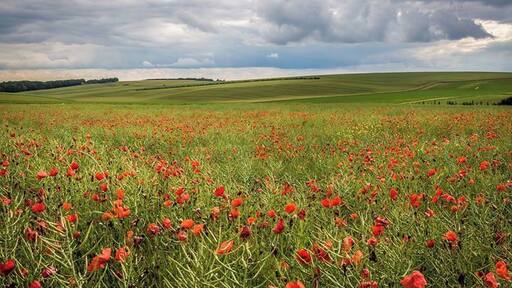 In Flanders fields the poppies blow
Between the crosses, row on row,
That mark our place; and in the sky
The larks, still bravely singing, fly
Scarce heard amid the guns below.
We are the Dead. Short days ago
We lived, felt dawn, saw sunset glow,
Loved and were loved, and now we lie
In Flanders fields.
Take up our quarrel with the foe:
To you from failing hands we throw
The torch; be yours to hold it high.
If ye break faith with us who die
We shall not sleep, though poppies grow
In Flanders fields.