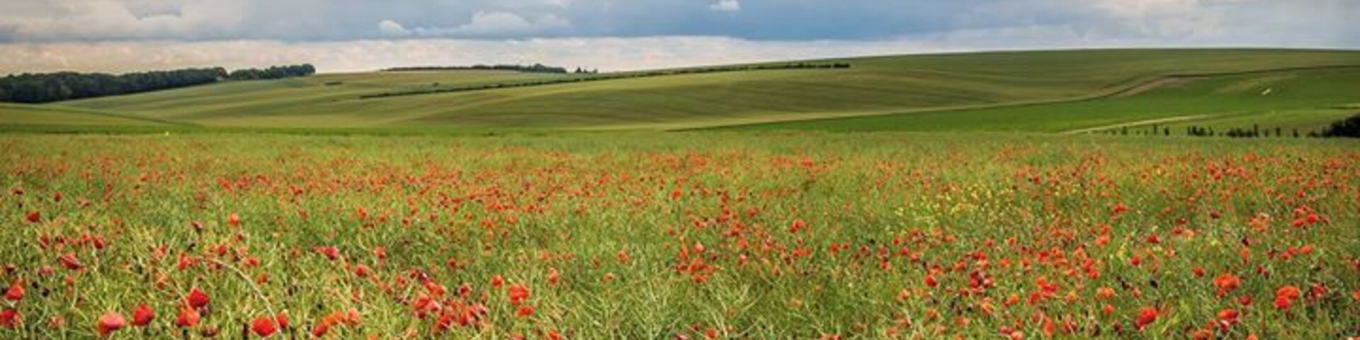 In Flanders fields the poppies blow
Between the crosses, row on row,
That mark our place; and in the sky
The larks, still bravely singing, fly
Scarce heard amid the guns below.
We are the Dead. Short days ago
We lived, felt dawn, saw sunset glow,
Loved and were loved, and now we lie
In Flanders fields.
Take up our quarrel with the foe:
To you from failing hands we throw
The torch; be yours to hold it high.
If ye break faith with us who die
We shall not sleep, though poppies grow
In Flanders fields.