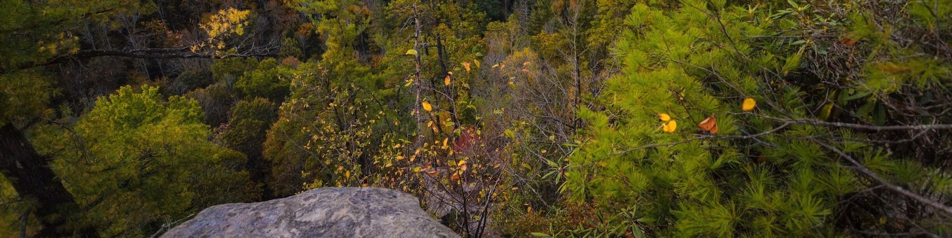 A forested landscape with a large rock in the foreground and a sunset in the background.