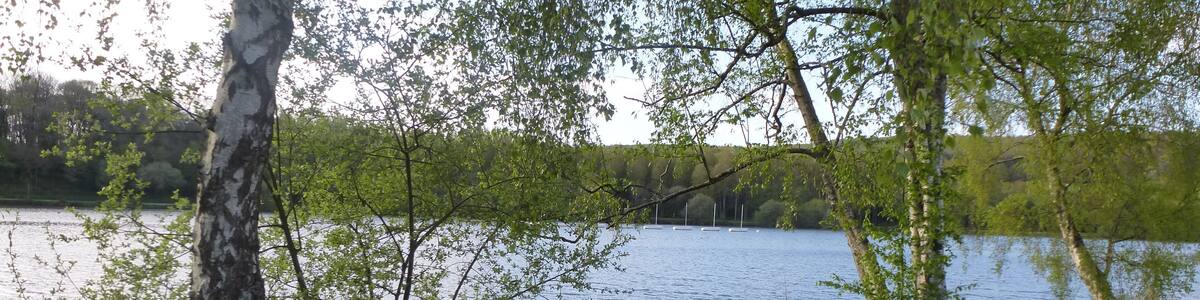 l'etang de la foret a brandivy