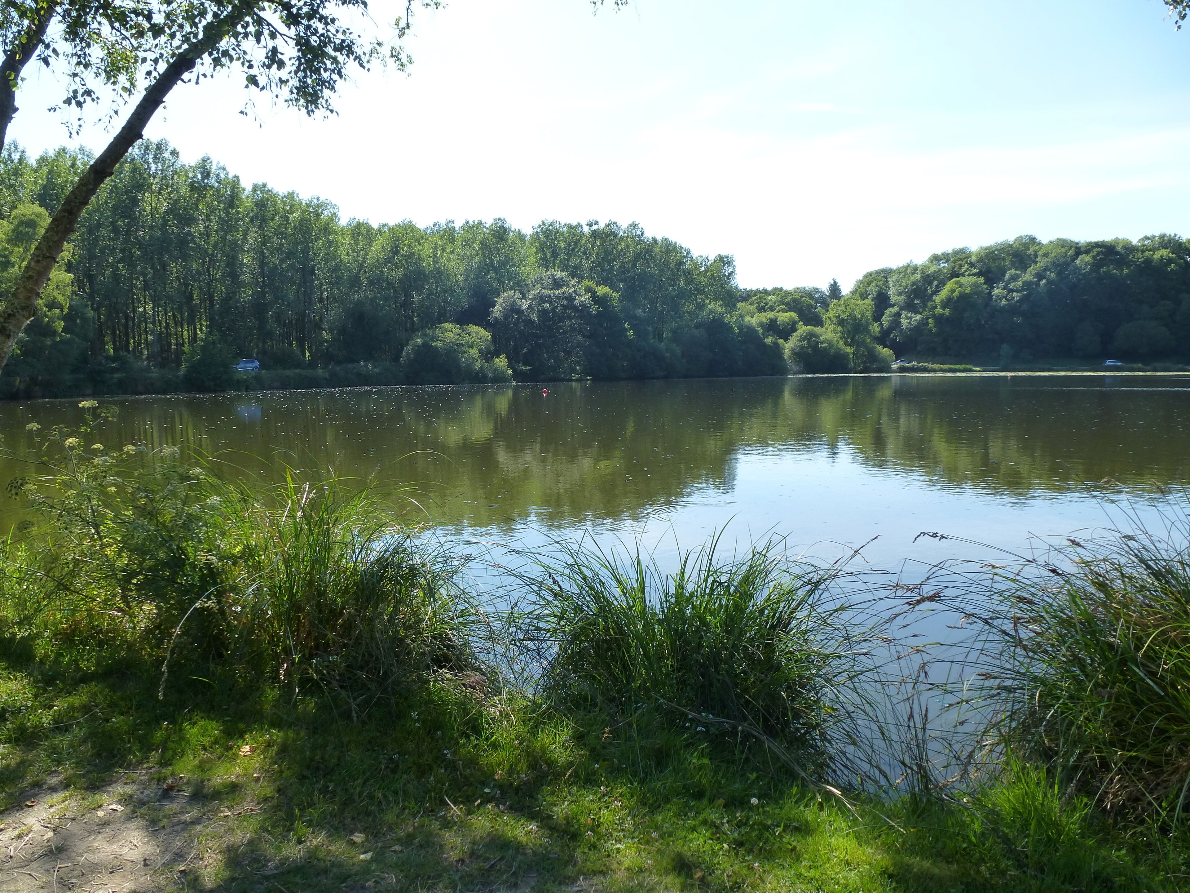 A calm lake surrounded by dense forest and a dirt path.