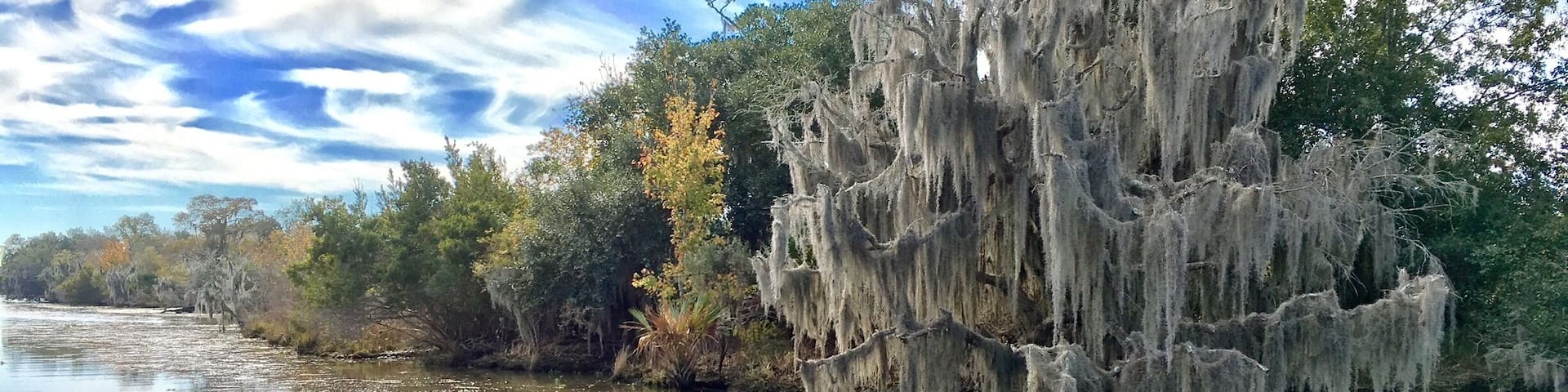 Barataria Preserve, Lafitte Bayou Swamp, LA. 11/26/16