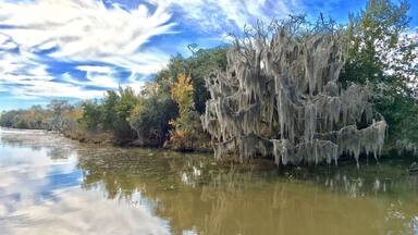 Barataria Preserve, Lafitte Bayou Swamp, LA. 11/26/16