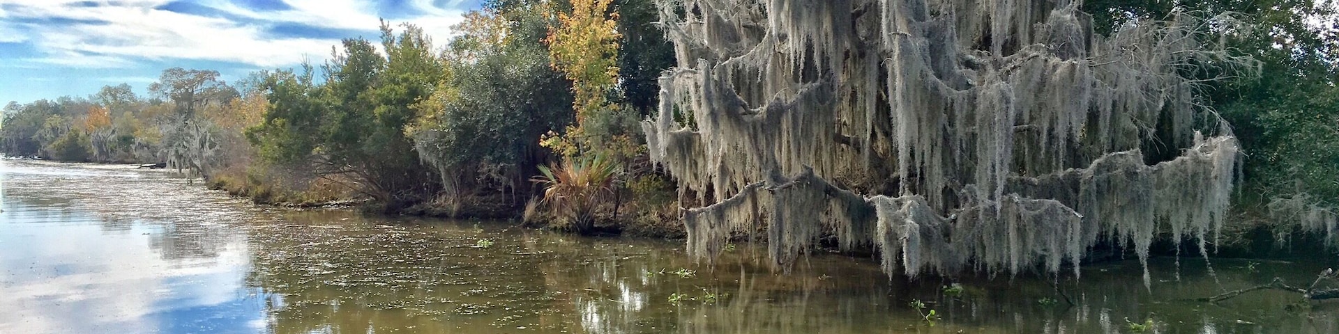 Barataria Preserve, Lafitte Bayou Swamp, LA. 11/26/16
