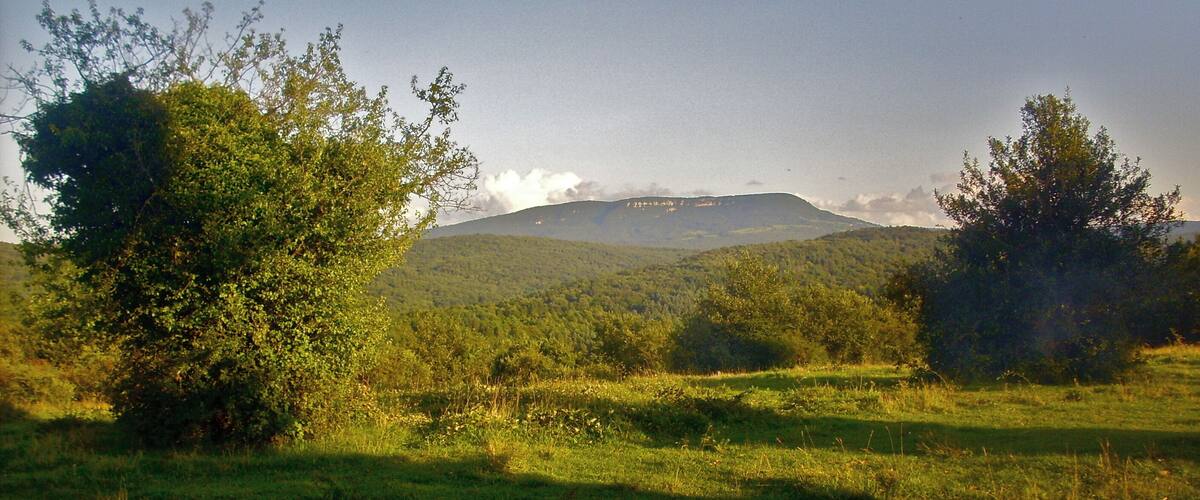 A grassy field with trees and a mountain in the background.