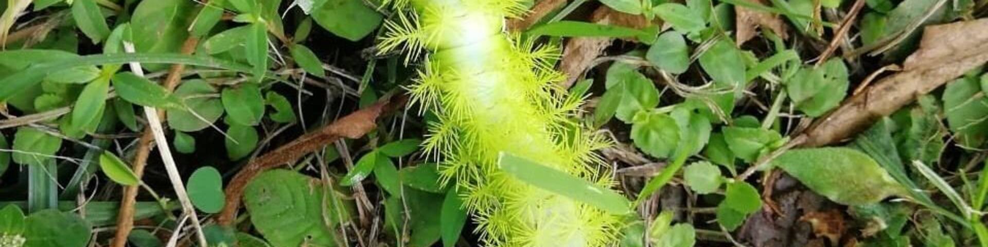 It’s rainy season in Costa Rica and this brings out all kinds of colourful caterpillars to come out.... not sure what this one is called but I’m sure it will become a beautiful butterfly #Nature