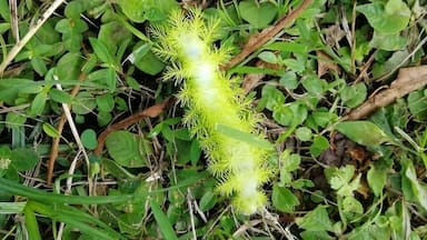 It’s rainy season in Costa Rica and this brings out all kinds of colourful caterpillars to come out.... not sure what this one is called but I’m sure it will become a beautiful butterfly #Nature