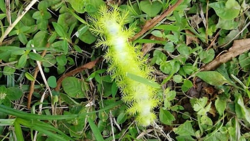It’s rainy season in Costa Rica and this brings out all kinds of colourful caterpillars to come out.... not sure what this one is called but I’m sure it will become a beautiful butterfly #Nature